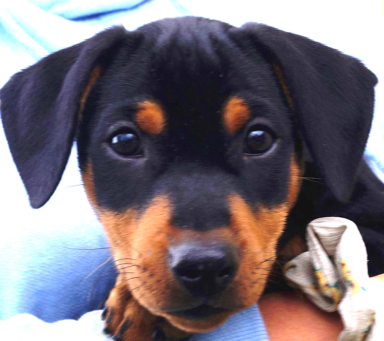 Pinscher